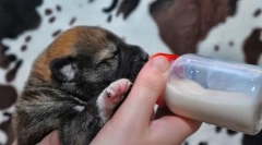 Tejkeverék kiskutyákhoz